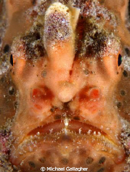 Painted frogfish portrait, Milne Bay, PNG by Michael Gallagher 